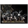 Conquest - Spires - Stryx
